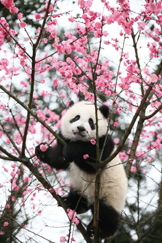 A giant panda cub climbs a tree filled with blooming pink plum blossoms, holding a flower in its mouth.