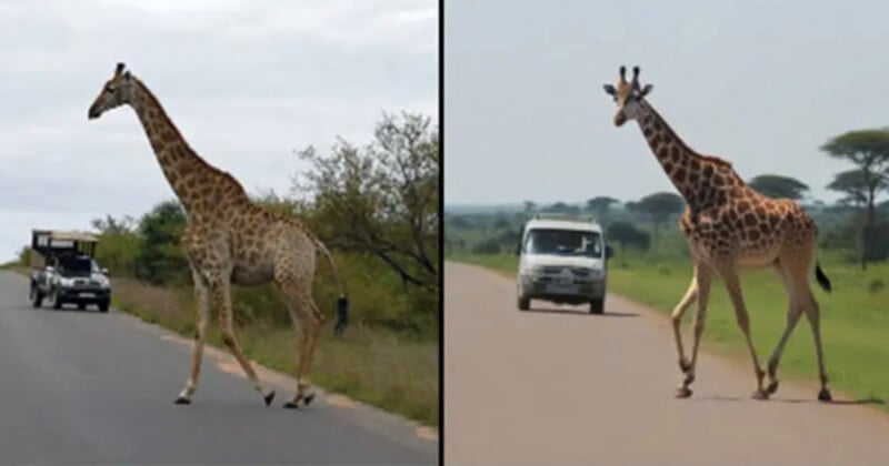 Two side-by-side images show giraffes walking across paved roads in front of approaching vehicles.
