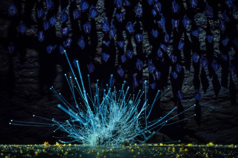 A glowing, bioluminescent fungus with long, thin filaments sits on a dark cave floor beneath a colony of roosting bats.