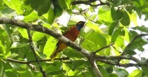 A colorful bird with a black head, orange-brown chest, and yellow tail feathers perched on a tree branch among green leaves.