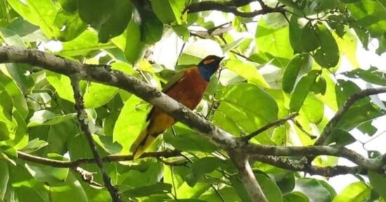 A colorful bird with a black head, orange-brown chest, and yellow tail feathers perched on a tree branch among green leaves.