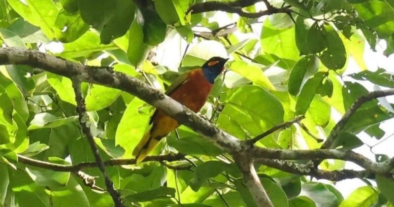 A colorful bird with a black head, orange-brown chest, and yellow tail feathers perched on a tree branch among green leaves.