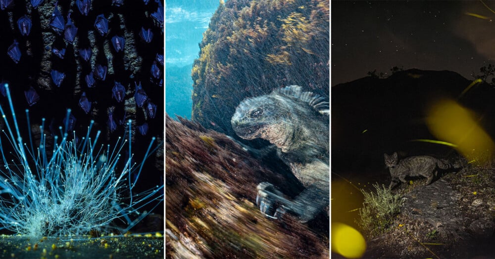 A triptych showing a cluster of glowing fungi beneath roosting bats, a marine iguana underwater, and a wild cat at night.