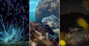 A triptych showing a cluster of glowing fungi beneath roosting bats, a marine iguana underwater, and a wild cat at night.