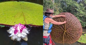 A split-screen view shows a bright green giant water lily pad with a pink and white flower on the left, and a person in a hat and life vest holding up the underside of a large, veined lily pad on the right.