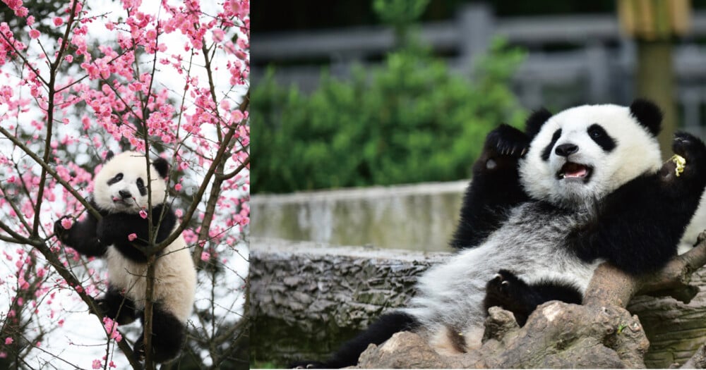 A split image shows a panda climbing a tree with pink blossoms on the left and a panda lounging on a log on the right.