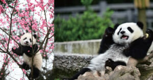 A split image shows a panda climbing a tree with pink blossoms on the left and a panda lounging on a log on the right.