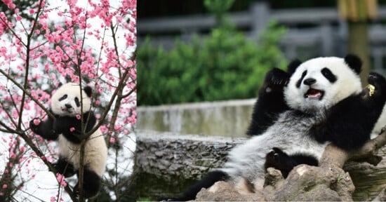 A split image shows a panda climbing a tree with pink blossoms on the left and a panda lounging on a log on the right.