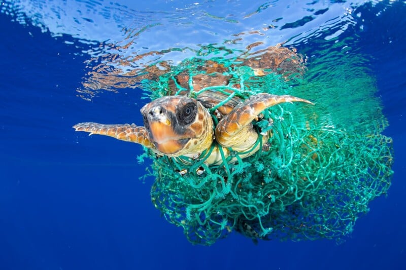 A sea turtle swims near the water's surface, its body entangled in a large, discarded green fishing net.