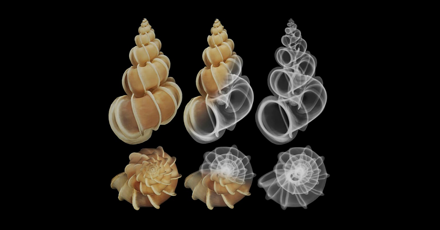 How X-Ray Photographer Jim Wehtje Sees Beneath the Surface of Seashells ...
