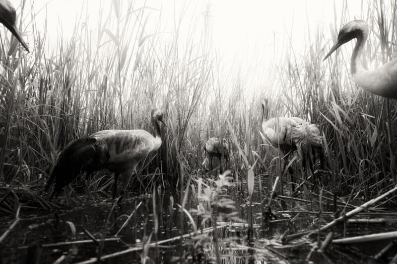 Several cranes wade through shallow, marshy water surrounded by tall reeds in a black-and-white scene.