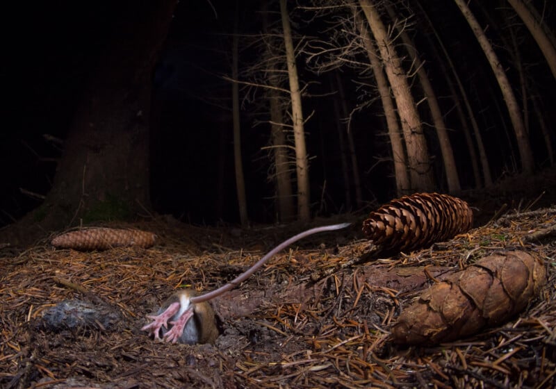 A small rodent dives headfirst into a burrow in a dark forest floor covered with pine needles and pinecones.