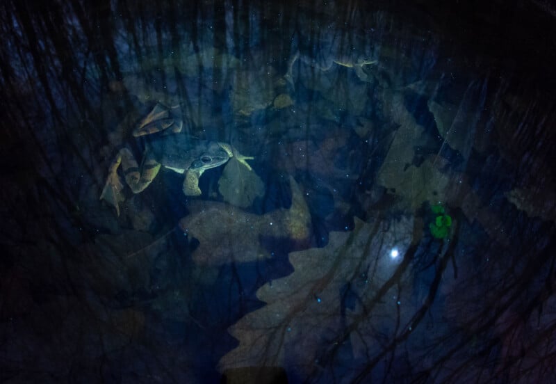A frog sits in dark, shallow water surrounded by submerged brown leaves and reflections of tree branches.