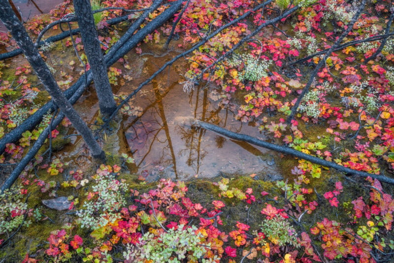 A small, still pool of water reflects the surrounding forest amidst vibrant autumn foliage and charred, fallen tree trunks.