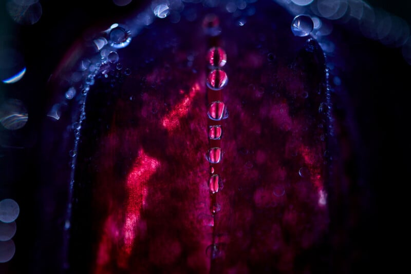 A close-up of a dark purple flower petal covered in water droplets, with a vertical line of beads reflecting bright pink light.
