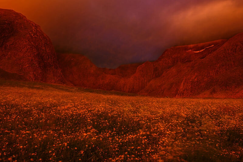 A field of small yellow wildflowers stretches toward a range of dark, rugged mountains under a deep orange and purple sky.