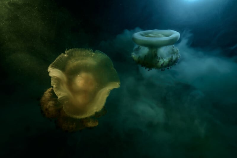 Two jellyfish float in dark, murky water, surrounded by swirling clouds of sediment.