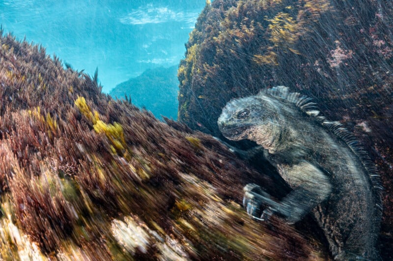 A marine iguana clings to a rocky, seaweed-covered underwater surface with its sharp claws.