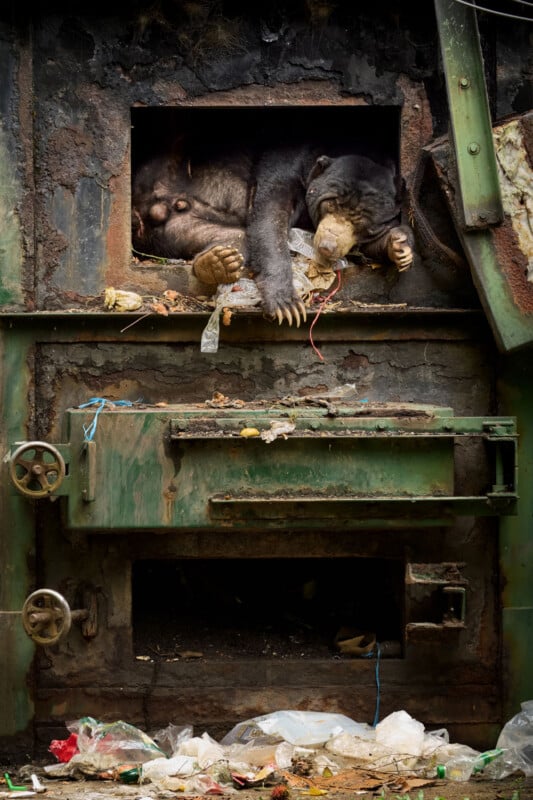 A sun bear sleeps inside the open, rusted metal compartment of a large industrial incinerator surrounded by scattered trash.