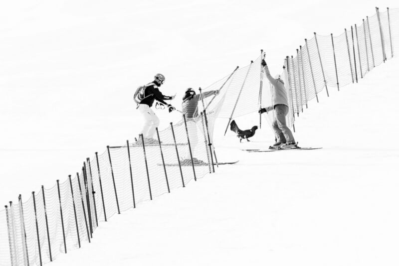 Two skiers in winter gear adjust a tall safety net on a snowy slope while a grouse walks on the snow nearby.