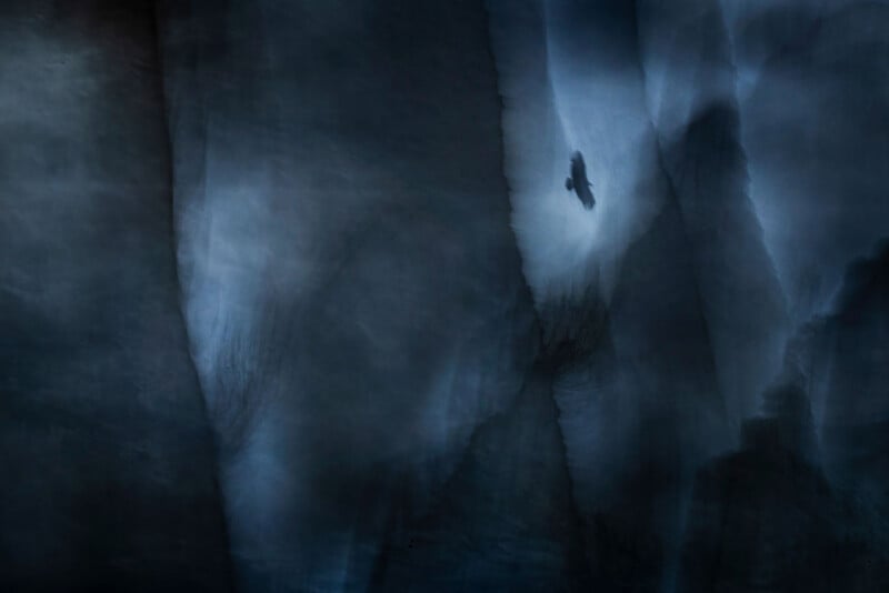 A dark, moody, and abstract composition features a single bird silhouetted against a soft, glowing blue light amidst hazy shadows.