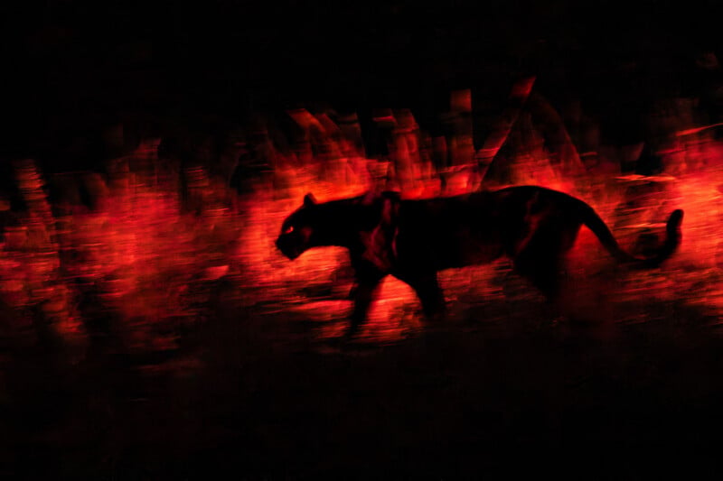 A black panther walks in profile against a background of blurred, vibrant red light.