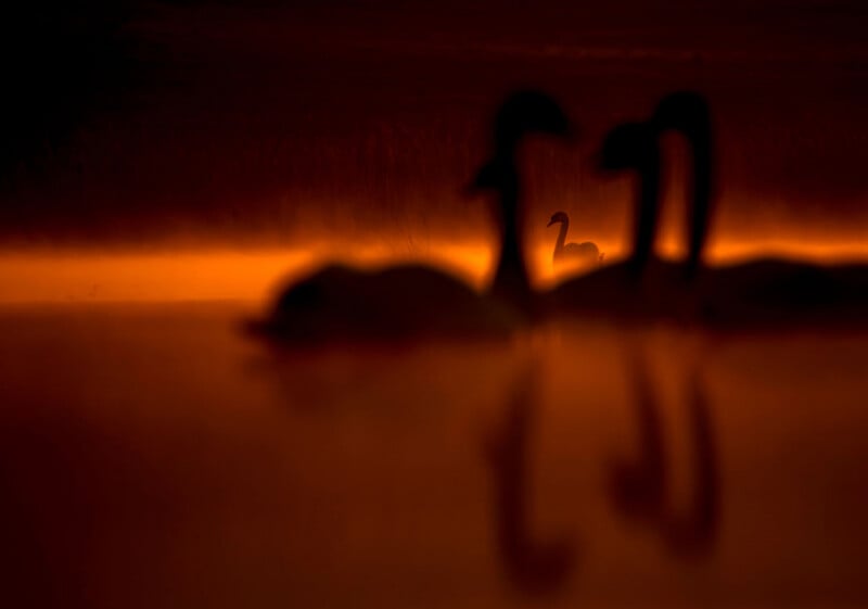 Silhouetted swans float on a dark, orange-lit body of water, with one swan clearly visible in the distance.