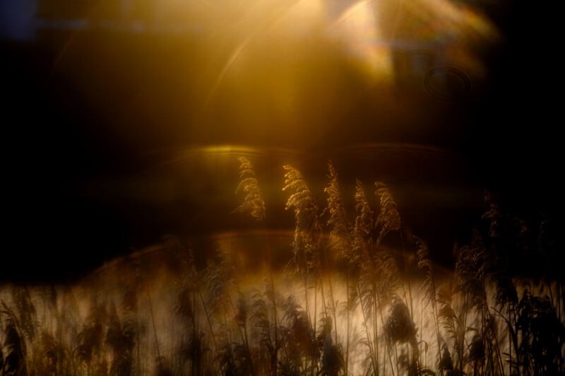 Golden sunlight backlights a cluster of tall reeds, creating lens flares and a hazy, glowing atmosphere against a dark background.