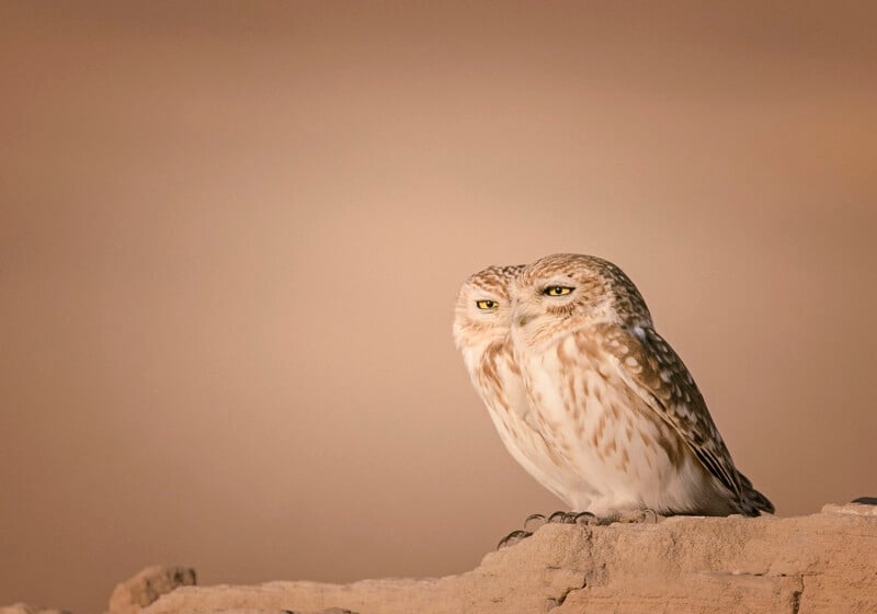 Two little owls stand side-by-side on a rocky ledge against a plain, light brown background.