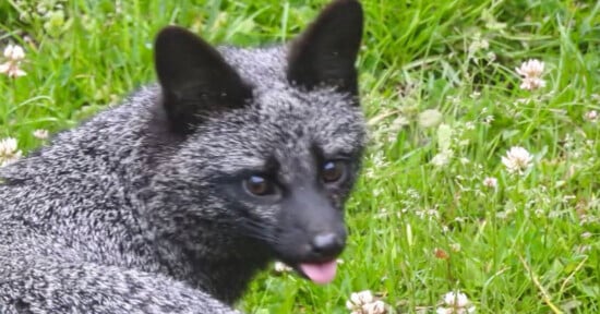 A silver fox with dark fur and white-tipped hairs sits in a grassy field, sticking its tongue out slightly.
