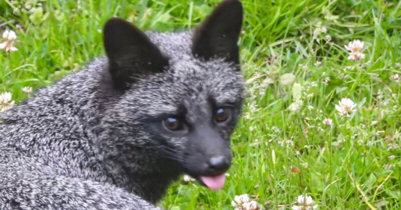 A silver fox with dark fur and white-tipped hairs sits in a grassy field, sticking its tongue out slightly.