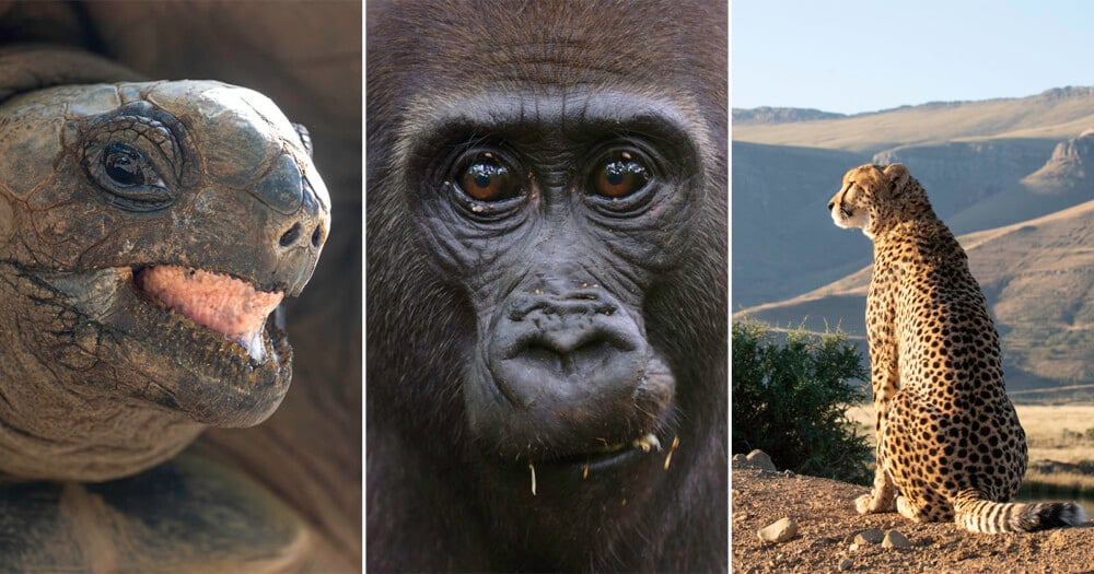 A triptych showing a close-up of a tortoise, a gorilla's face, and a cheetah sitting in a landscape.