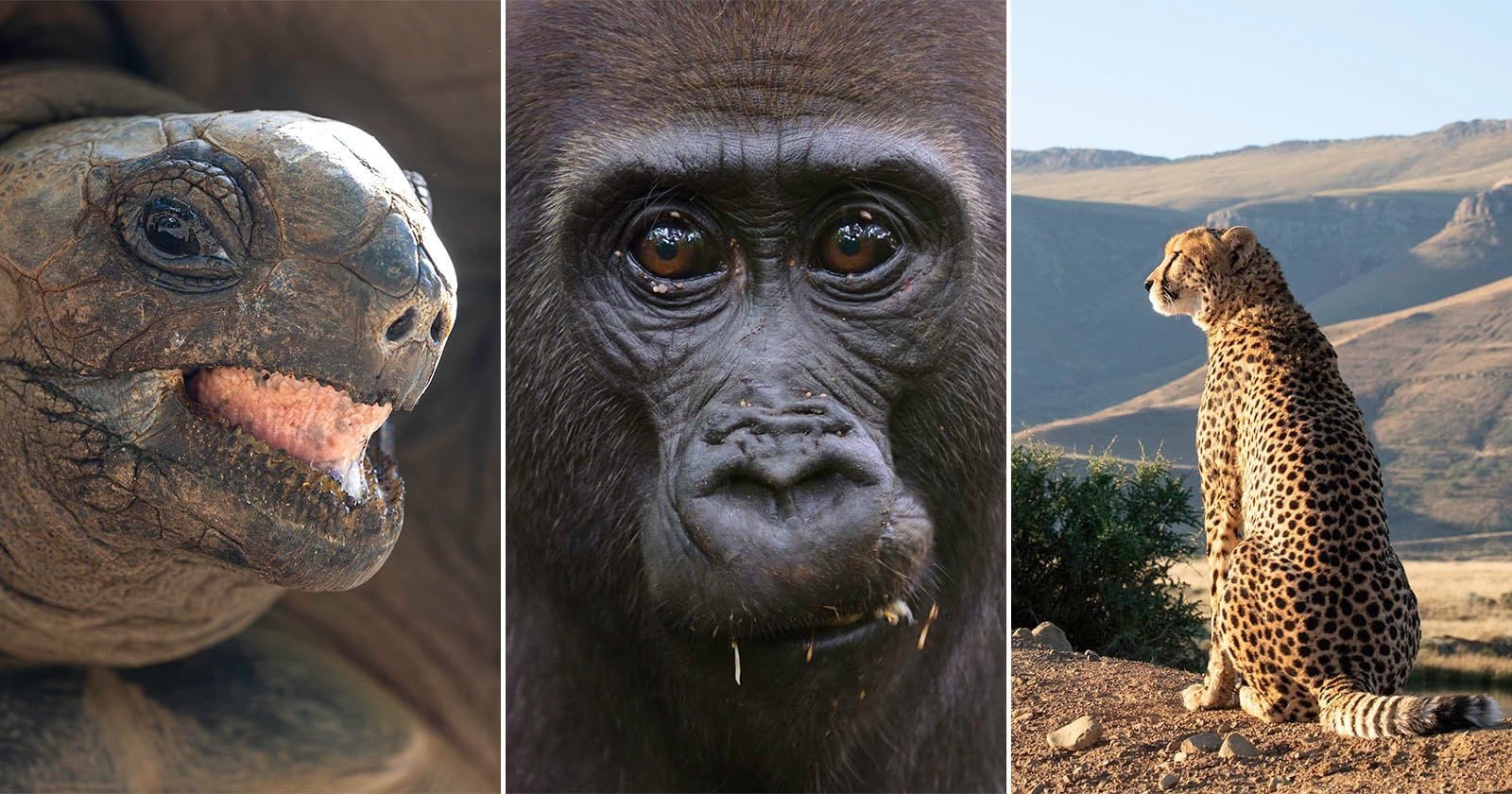 A triptych showing a close-up of a tortoise, a gorilla's face, and a cheetah sitting in a landscape.