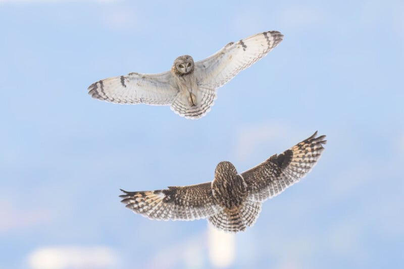 Two short-eared owls fly against a pale blue sky, one seen from the front and the other from behind.