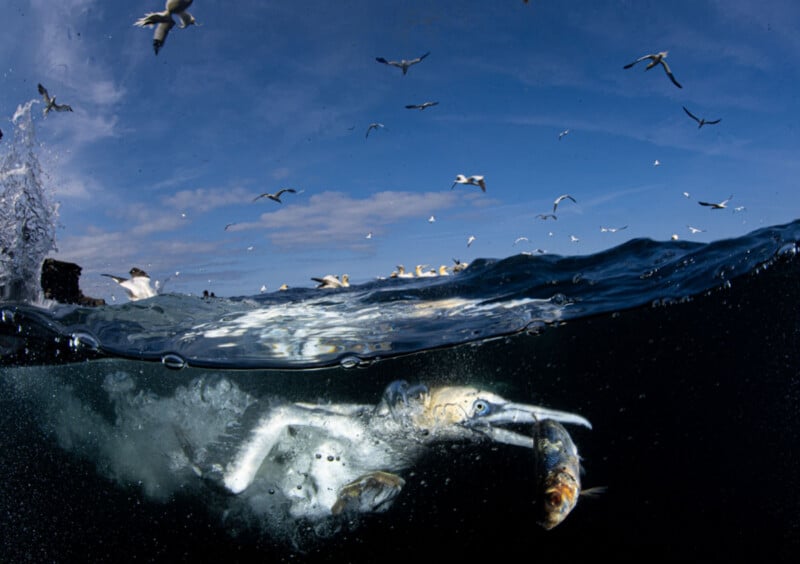 A northern gannet dives underwater to catch a fish, while many other gannets fly above the surface of the ocean.