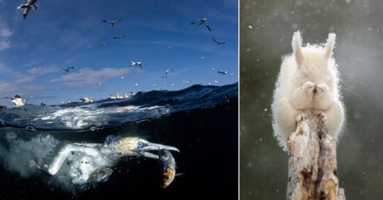 A split-screen image showing a gannet diving underwater with a fish in its beak on the left, and a white squirrel covering its face on a branch on the right.