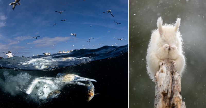 A split-screen image showing a gannet diving underwater with a fish in its beak on the left, and a white squirrel covering its face on a branch on the right.
