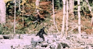A dark, hairy, bipedal figure walks across a clearing filled with logs and debris in a wooded area.