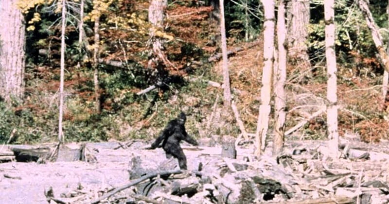 A dark, hairy, bipedal figure walks across a clearing filled with logs and debris in a wooded area.