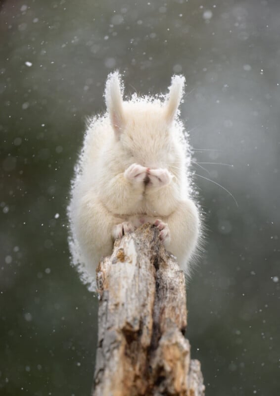 A white squirrel sits on a weathered tree stump, covering its face with its front paws while snow falls around it.