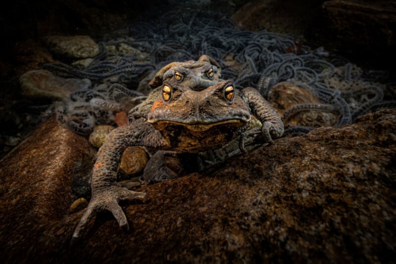 Two toads are submerged underwater, with one riding on the back of the other, surrounded by long strands of toad spawn.