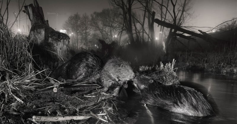 Three beavers interact near the edge of a dark, misty pond at night, with a large tree stump and bare trees in the background.