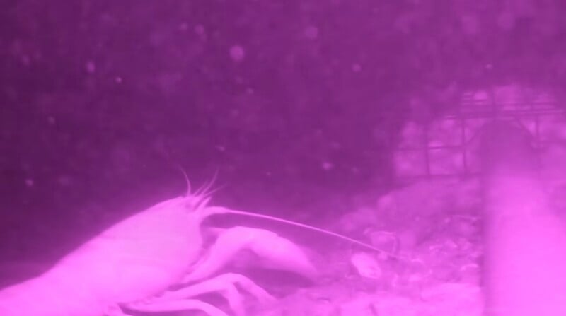 A crayfish crawls along a rocky, underwater surface in a purple-tinted environment near a wire mesh structure.