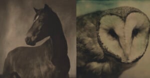 A split-screen composition featuring a dark horse looking over its shoulder on the left and a close-up of a barn owl on the right.