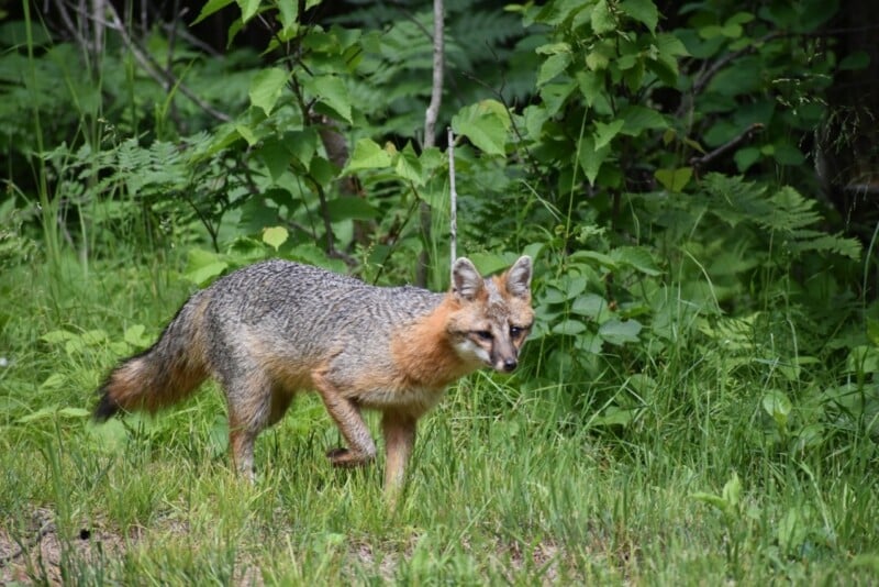 A gray fox with a reddish-brown neck and face walks through tall green grass in front of leafy bushes.