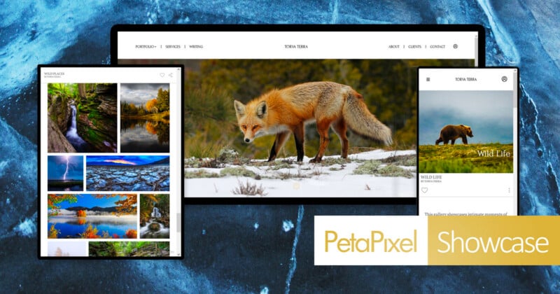 A digital collage displays three views of the Torva Terra photography website, featuring a fox in snow, a bear in a field, and a gallery of nature landscapes.