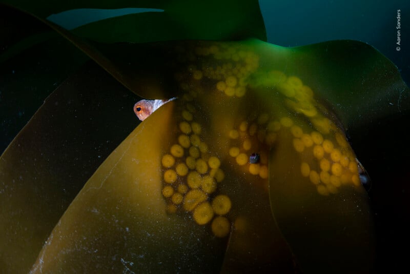 An octopus hides behind a large, translucent kelp leaf, with its eye and suction cups visible through the seaweed.