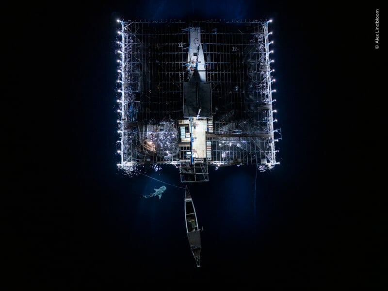 An aerial view at night shows a large, illuminated square fishing platform on the water with a small boat and a whale shark swimming nearby.