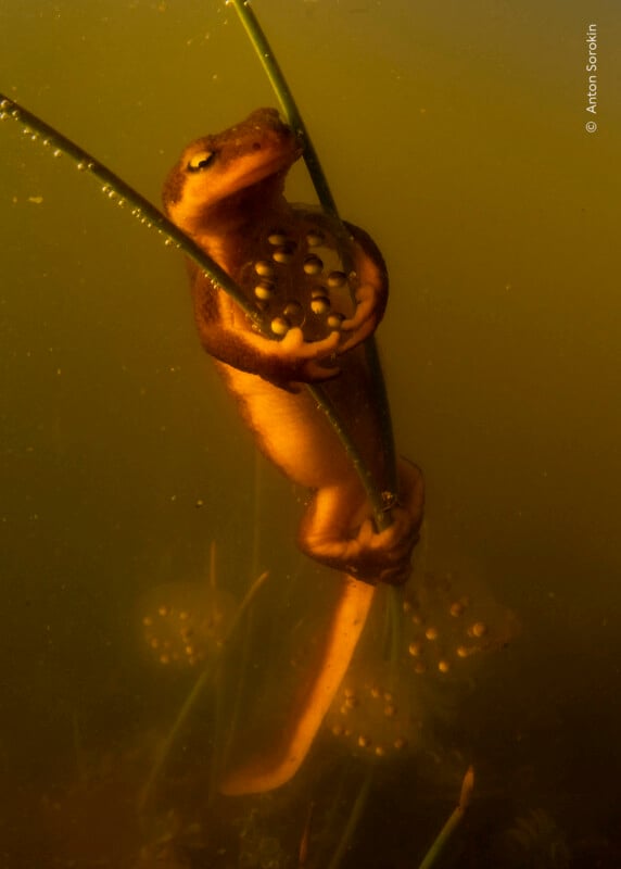 A newt clings to underwater plant stems while cradling a small cluster of eggs in its front limbs.