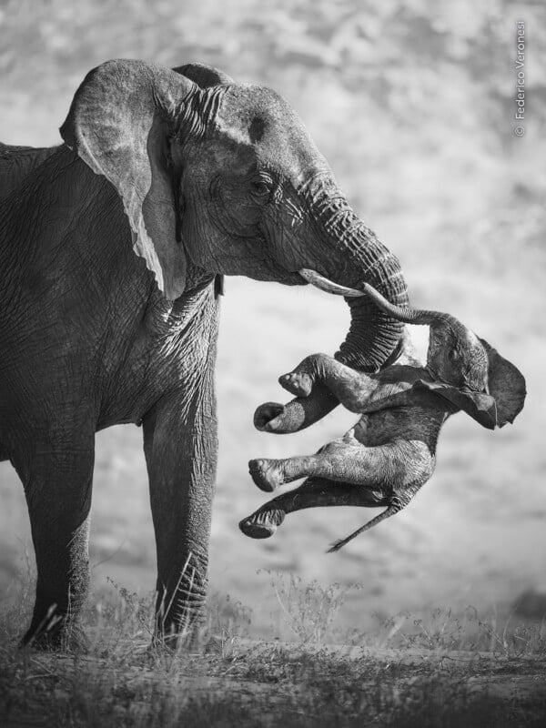 A black-and-white photograph shows an adult elephant using its trunk to gently lift a small calf off the ground.